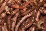 worms